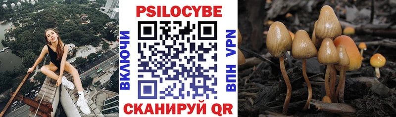 Галлюциногенные грибы Psilocybe  Купить  Сосновый Бор 